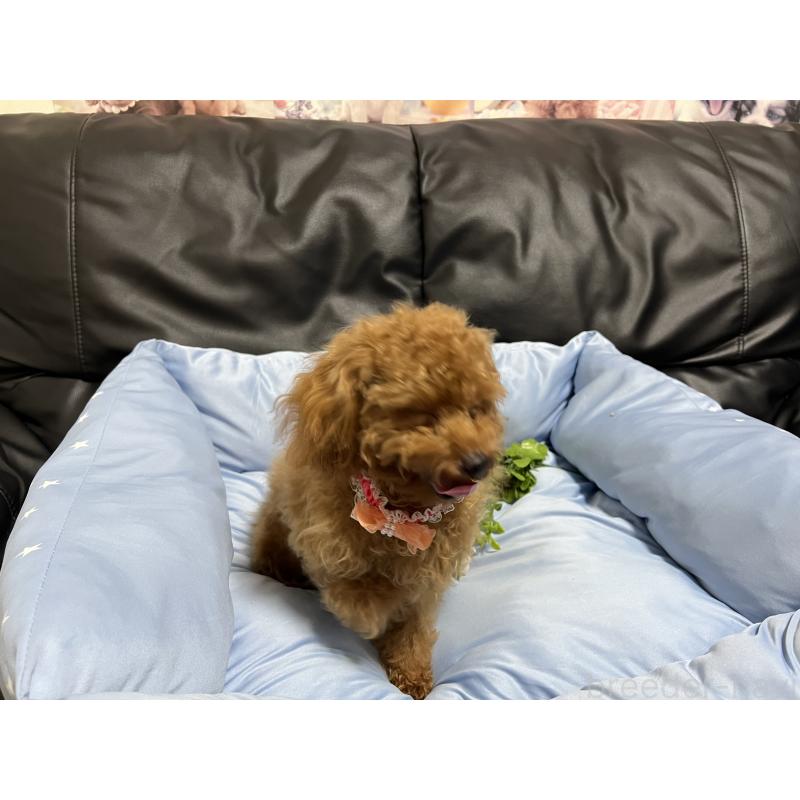 販売中の栃木県のトイプードル-429568の4枚目