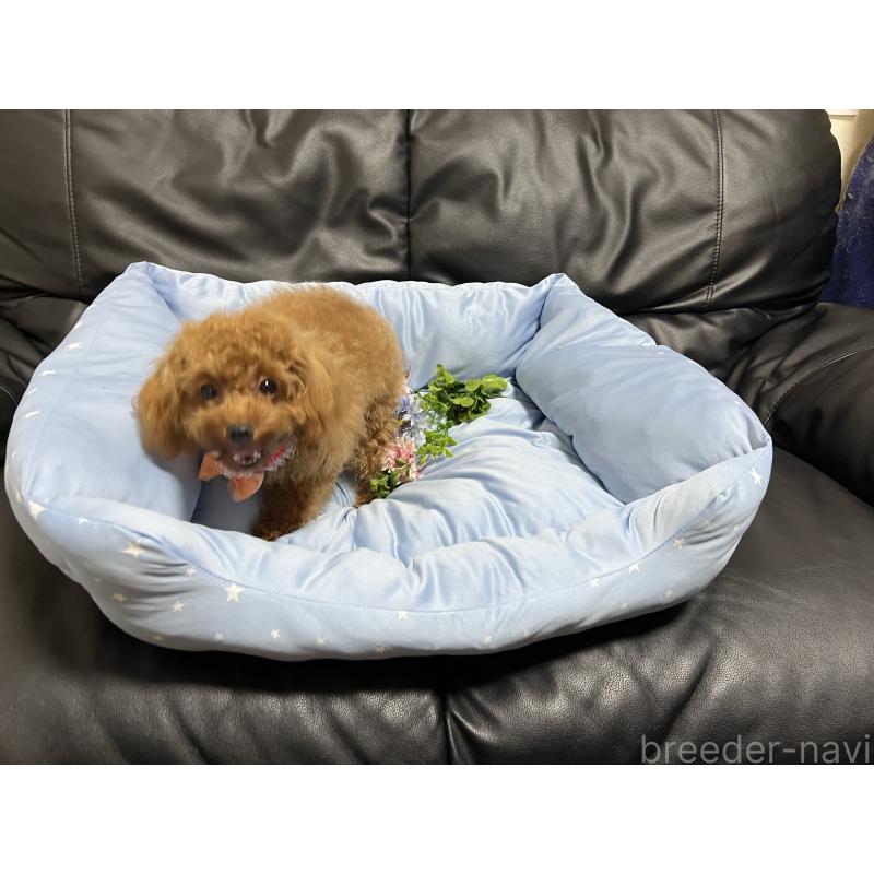 販売中の栃木県のトイプードル-429568の3枚目