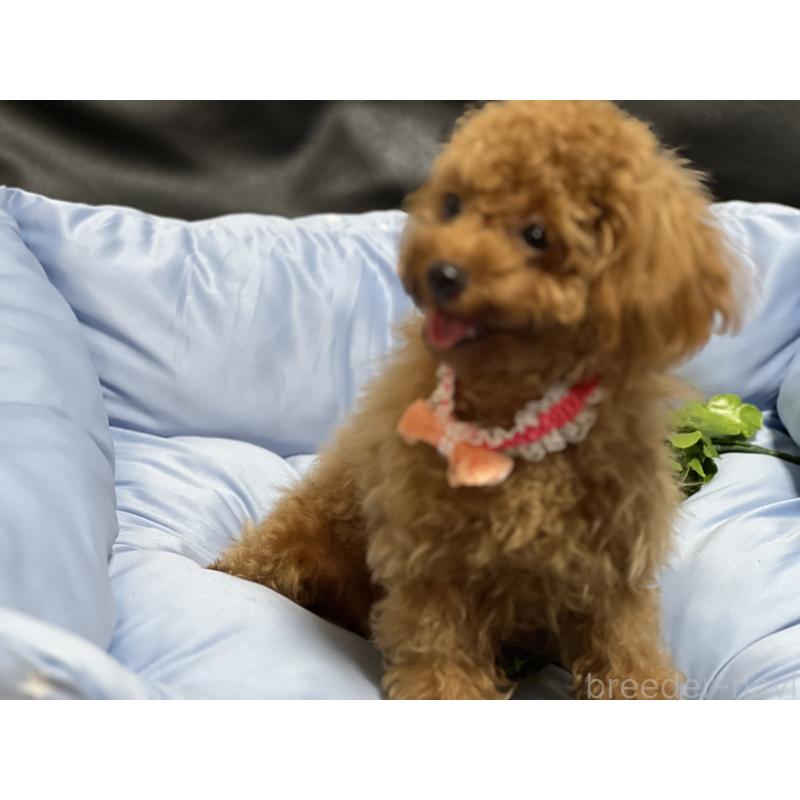 販売中の栃木県のトイプードル-429568の2枚目