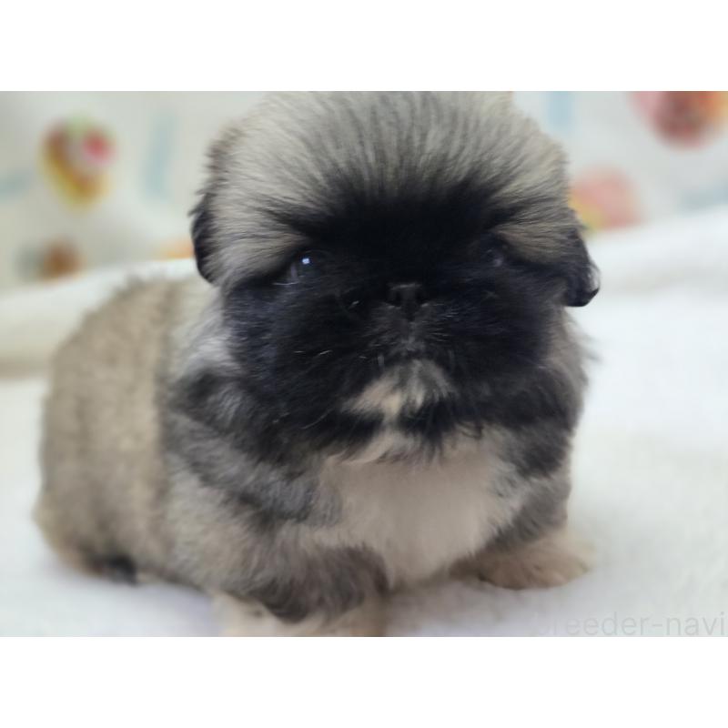 販売中の香川県のペキニーズ-429569の16枚目