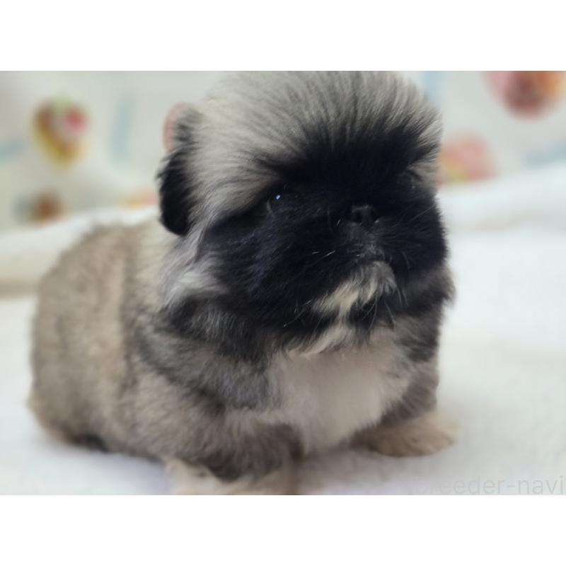 販売中の香川県のペキニーズ-429569の15枚目