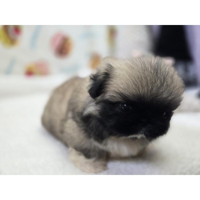 販売中の香川県のペキニーズ-429569の13枚目