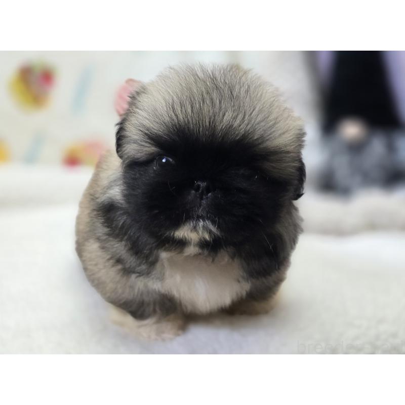 販売中の香川県のペキニーズ-429569の12枚目