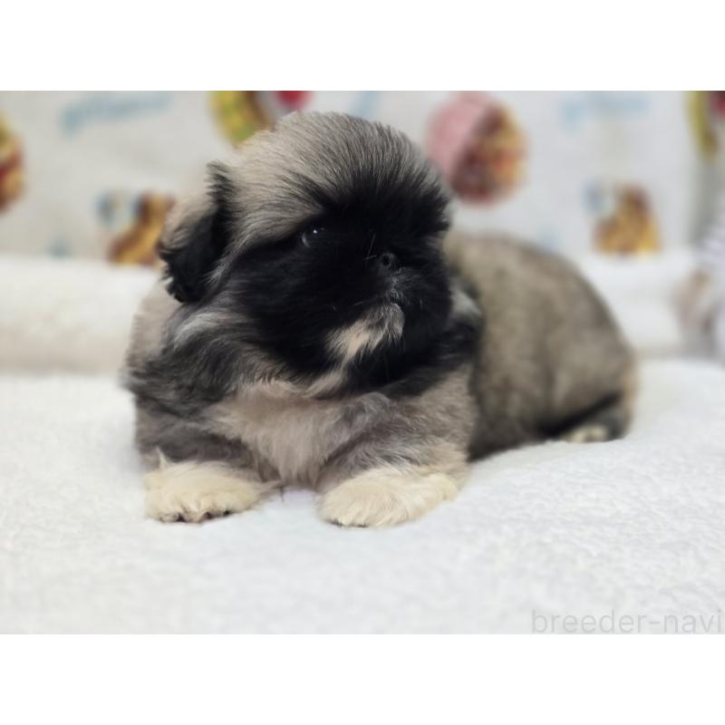 販売中の香川県のペキニーズ-429569の11枚目