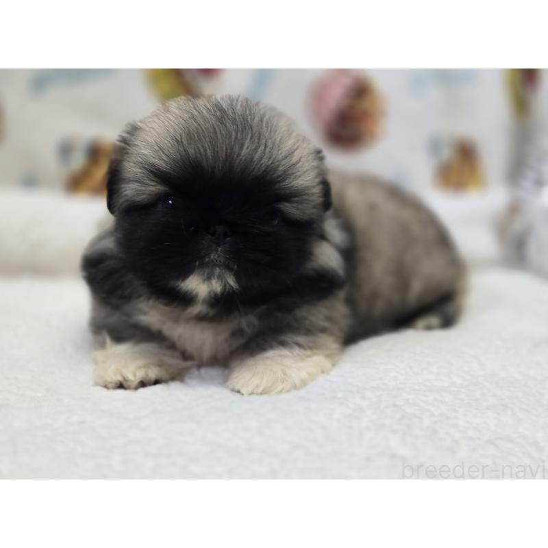 販売中の香川県のペキニーズ-429569の10枚目