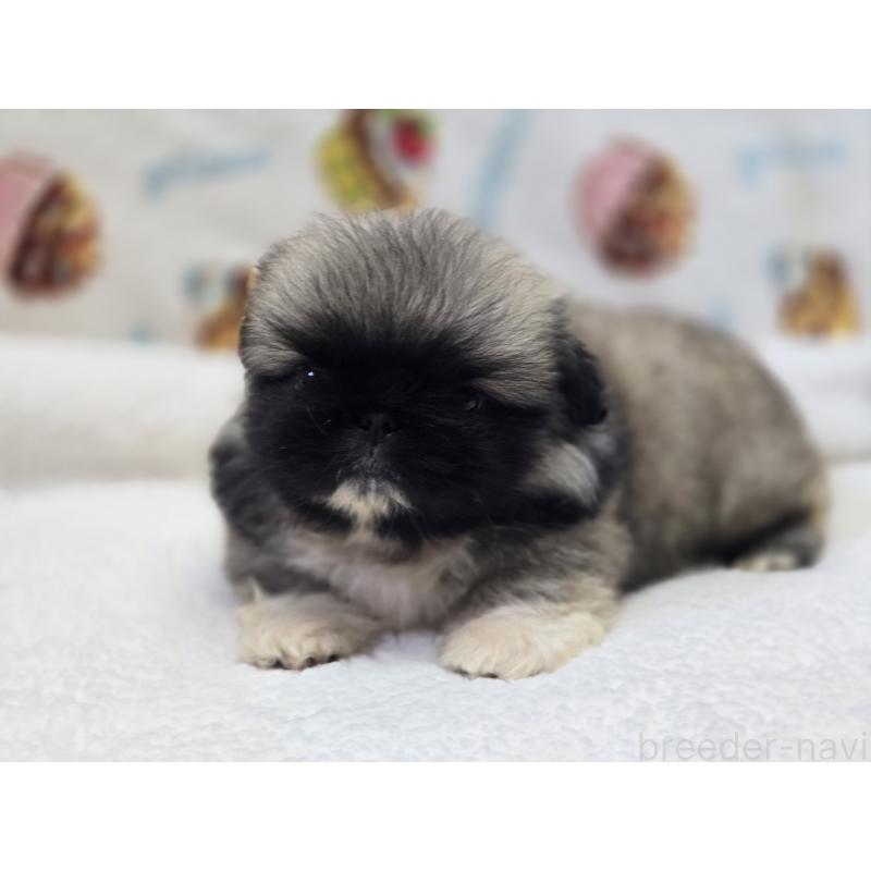 販売中の香川県のペキニーズ-429569の9枚目