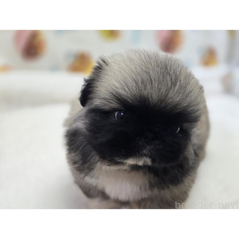 販売中の香川県のペキニーズ-429569の8枚目