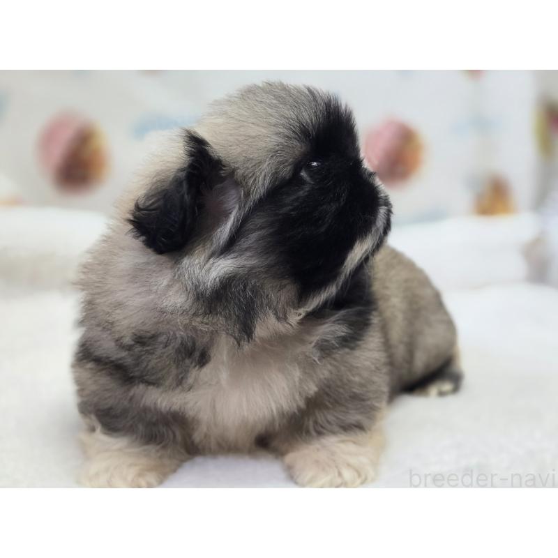 販売中の香川県のペキニーズ-429569の7枚目