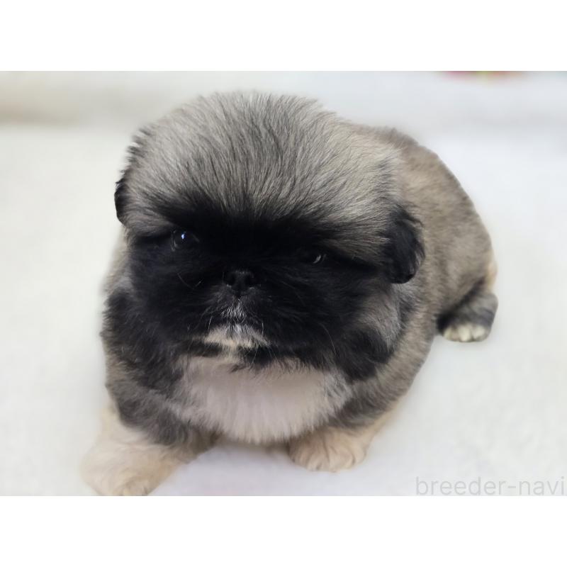 販売中の香川県のペキニーズ-429569の6枚目