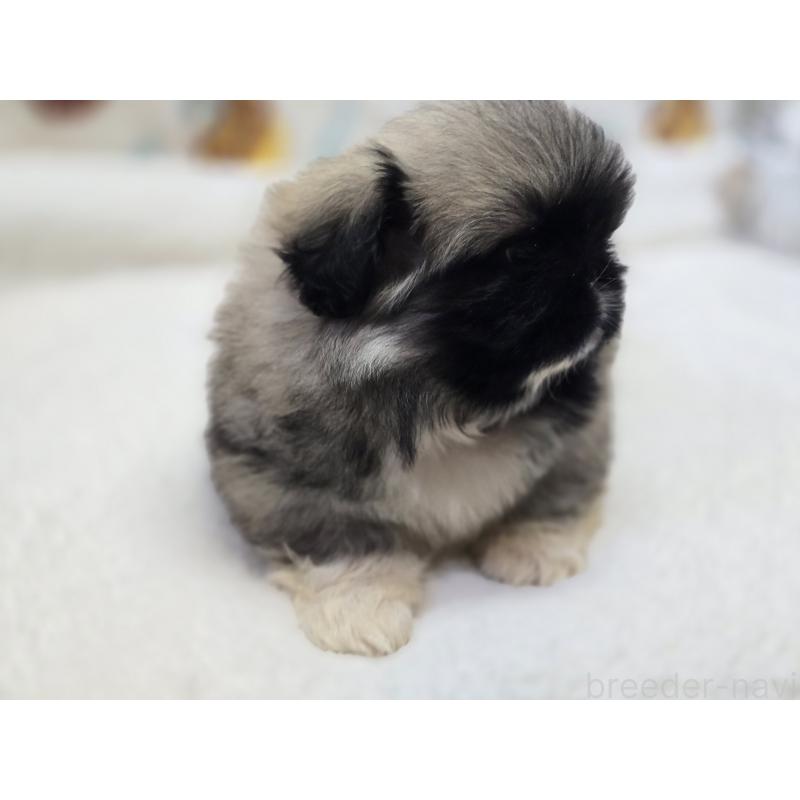 販売中の香川県のペキニーズ-429569の5枚目