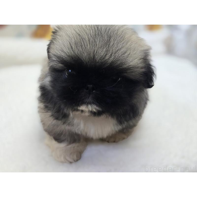 販売中の香川県のペキニーズ-429569の4枚目