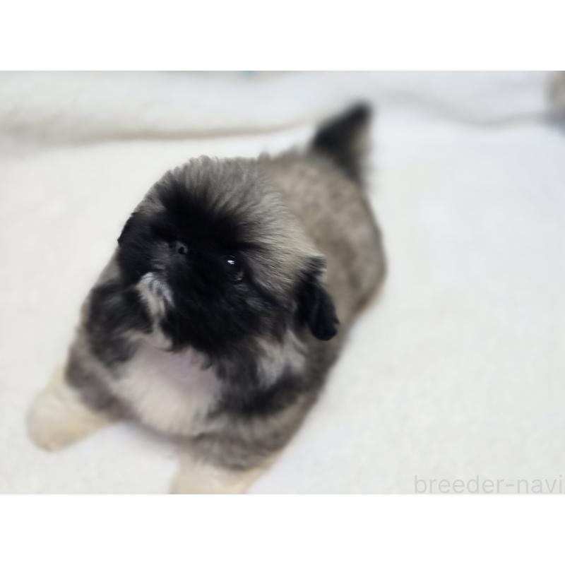 販売中の香川県のペキニーズ-429569の3枚目