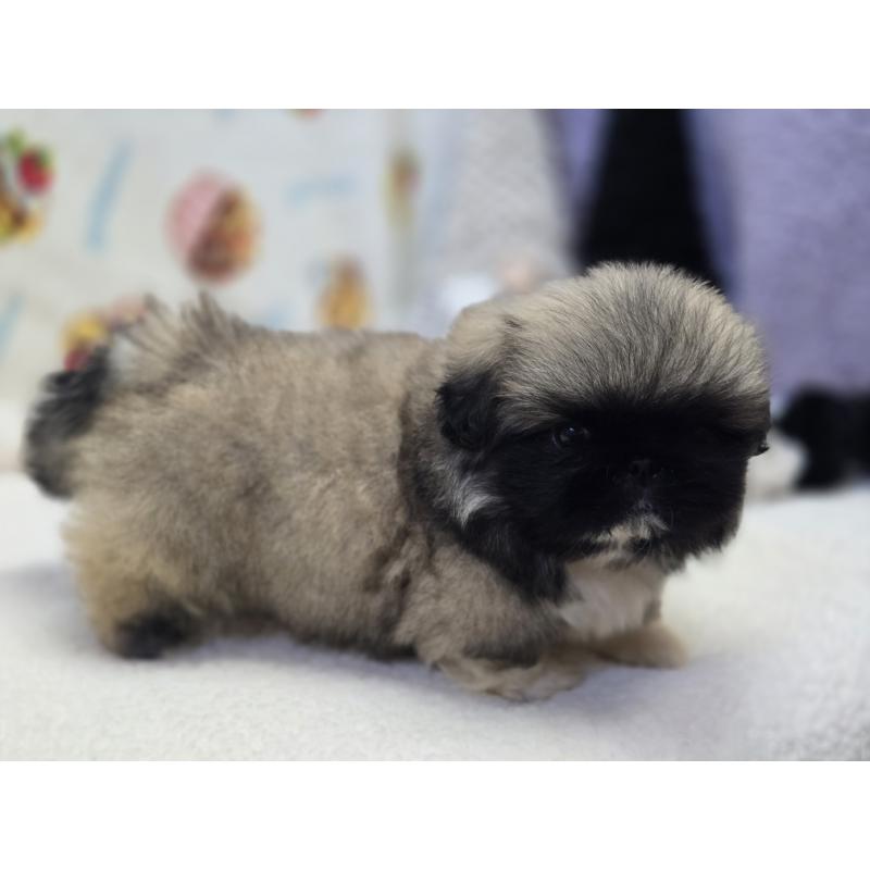 販売中の香川県のペキニーズ-429569の2枚目