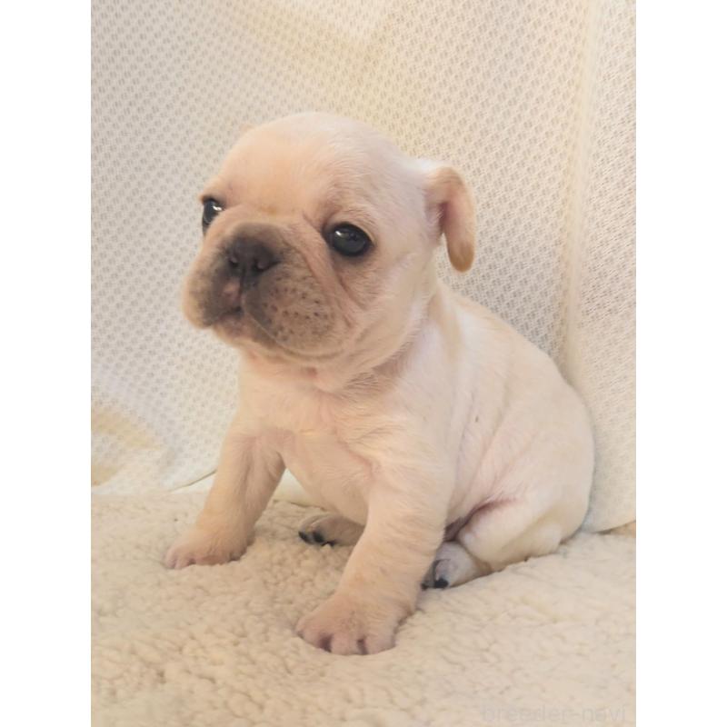 販売中の群馬県のフレンチブルドッグ-432341の6枚目