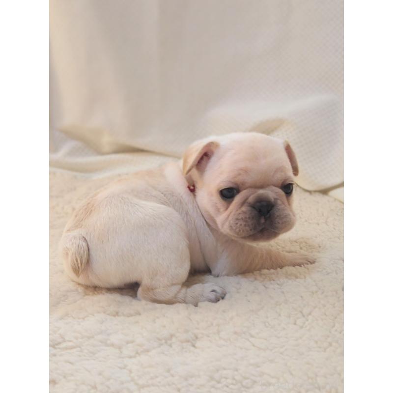 販売中の群馬県のフレンチブルドッグ-432341の5枚目