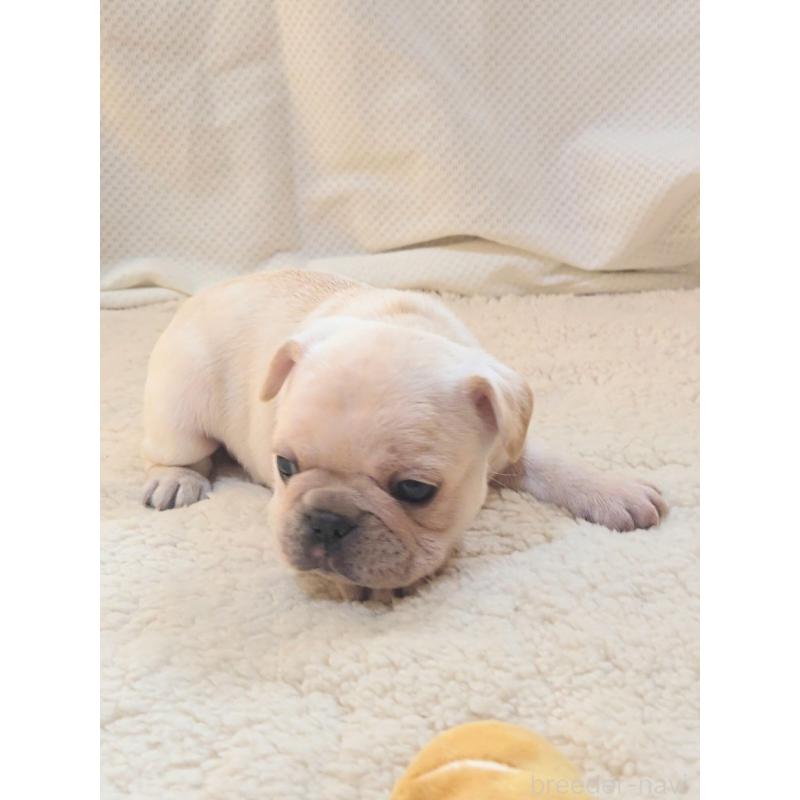 販売中の群馬県のフレンチブルドッグ-432341の4枚目