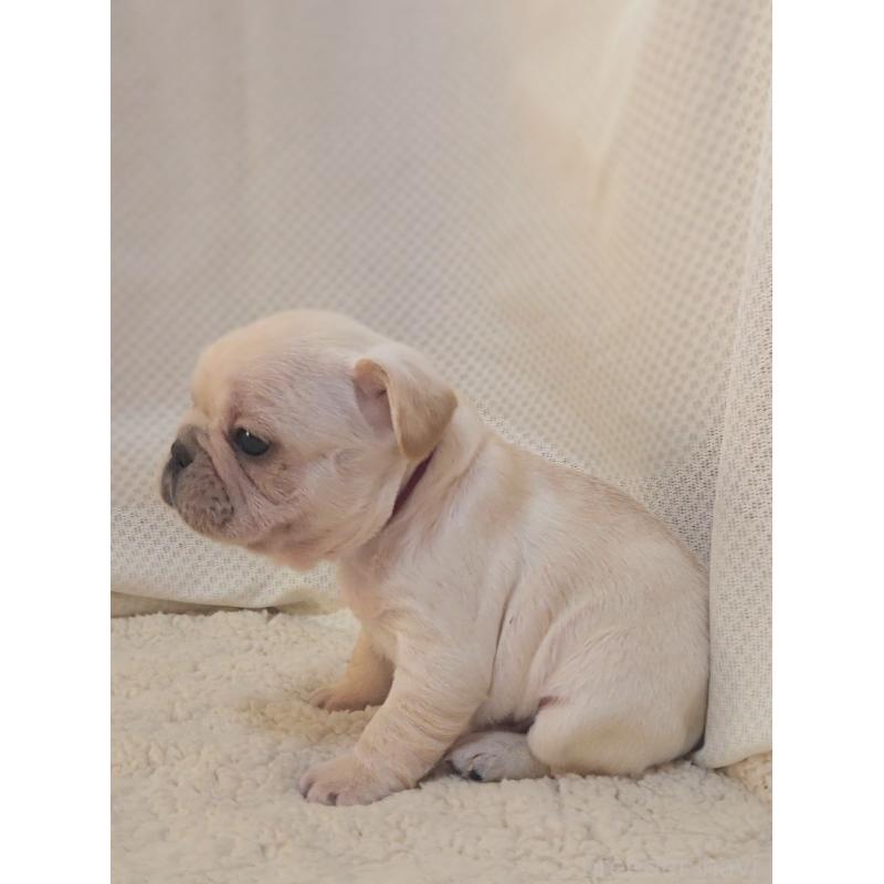 販売中の群馬県のフレンチブルドッグ-432341の3枚目