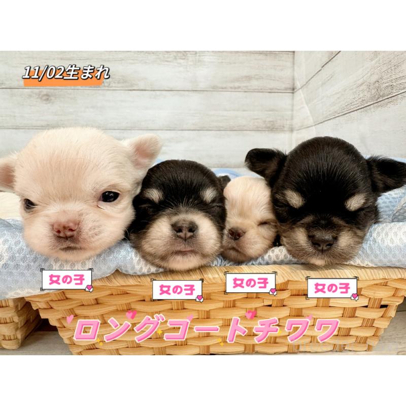 販売中の新潟県のチワワ(ロングコート)-429651の3枚目