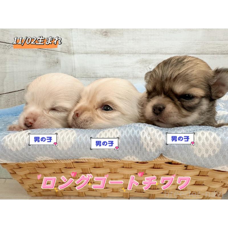 販売中の新潟県のチワワ(ロングコート)-429651の2枚目