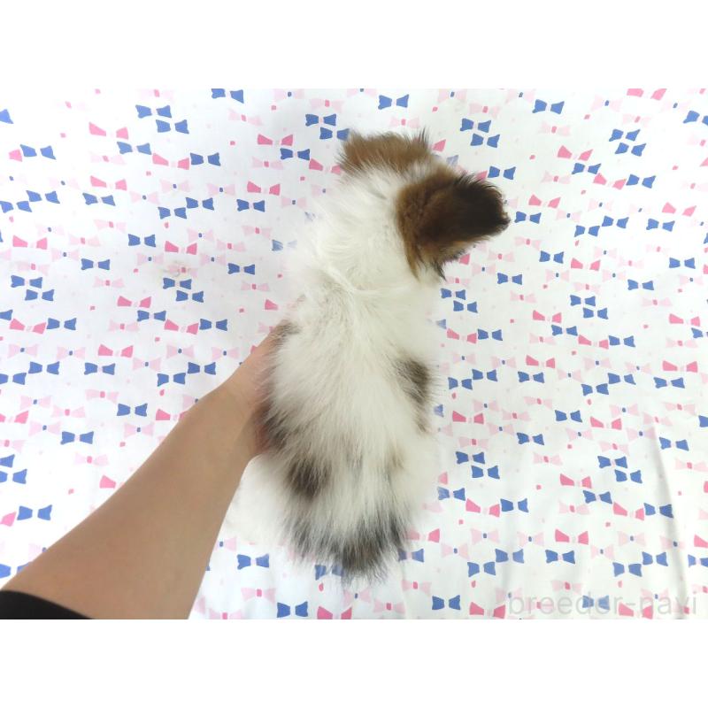 販売中の千葉県のパピヨン-422776の5枚目