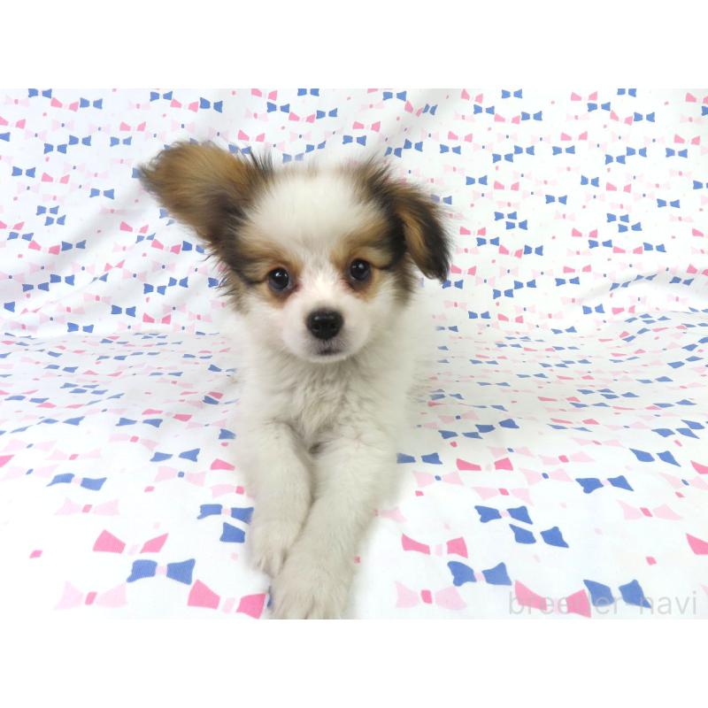 販売中の千葉県のパピヨン-422776の4枚目