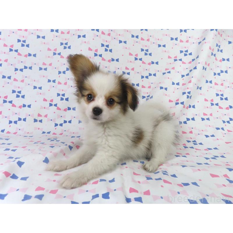 販売中の千葉県のパピヨン-422776の3枚目