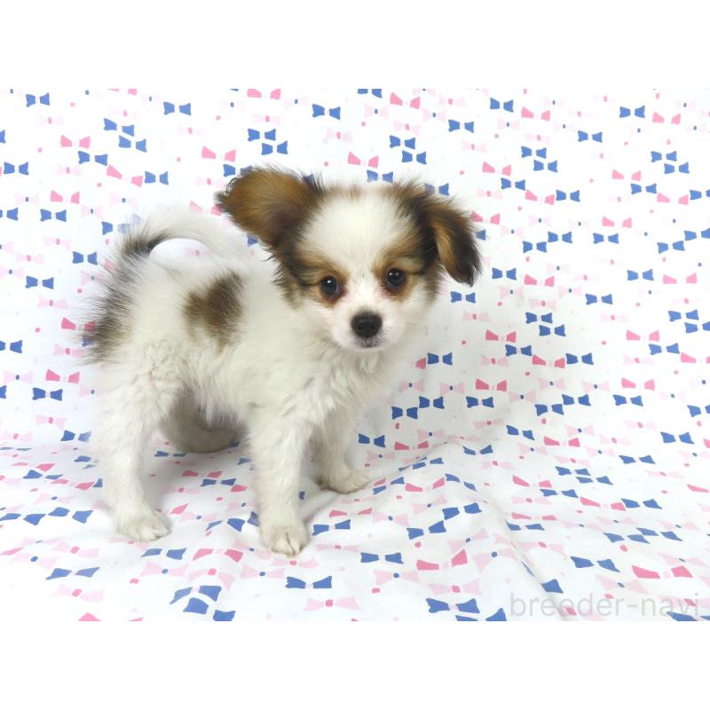 販売中の千葉県のパピヨン-422776の2枚目