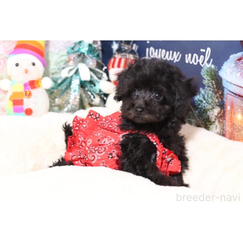 販売中の大阪府のティーカッププードル-429662の2枚目