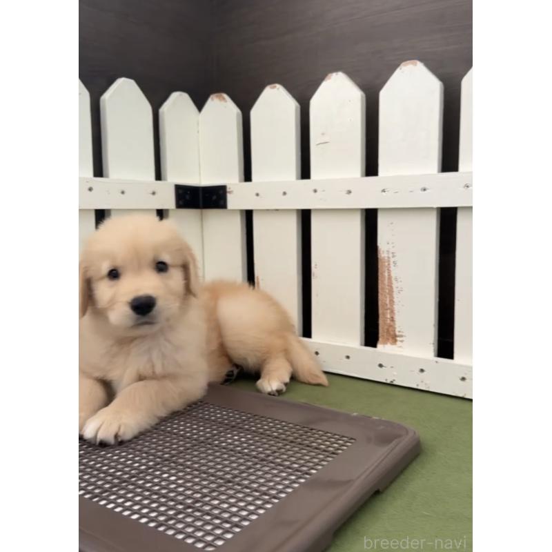 商談中の福岡県のゴールデンレトリーバー-427336の5枚目