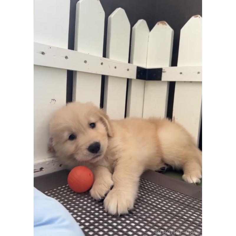 商談中の福岡県のゴールデンレトリーバー-427336の4枚目