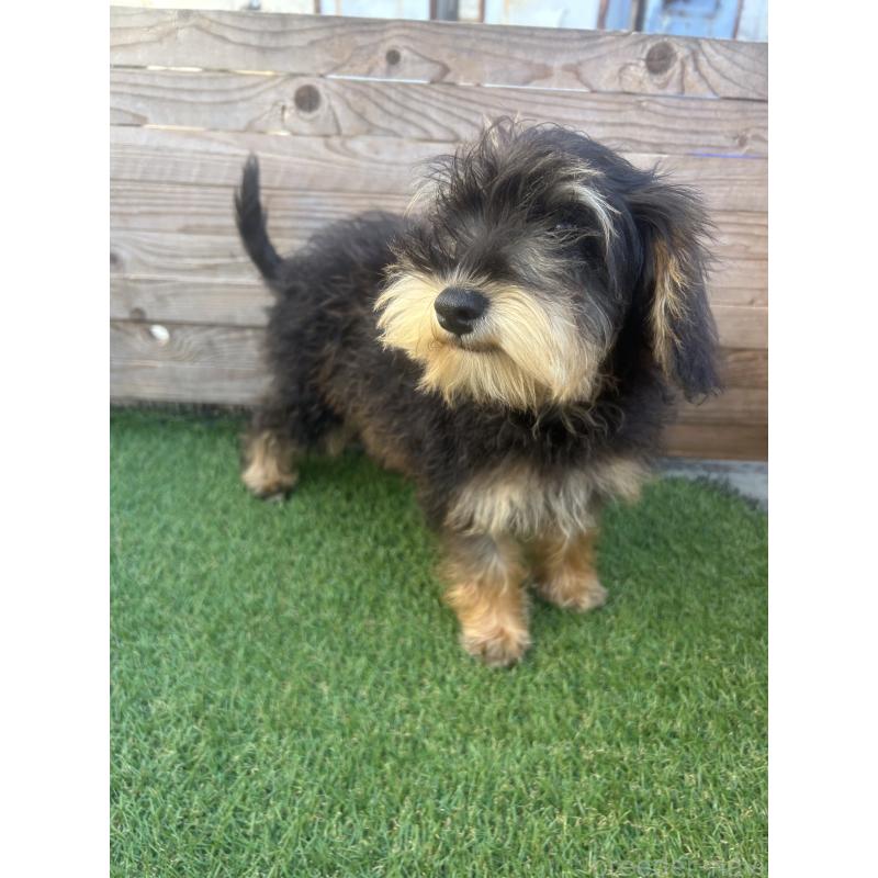 販売中の静岡県のミックス犬-429653の5枚目