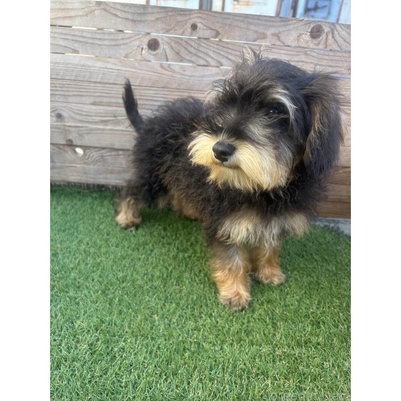 販売中の静岡県のミックス犬-429653の4枚目