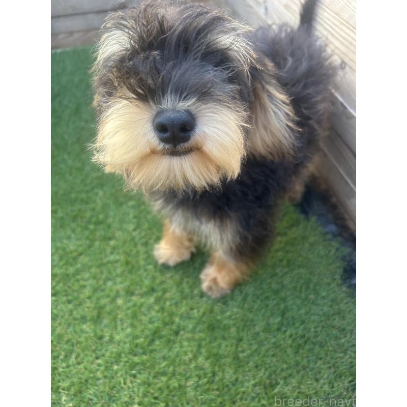 販売中の静岡県のミックス犬-429653の3枚目