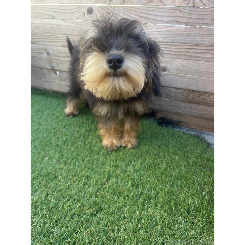 販売中の静岡県のミックス犬-429653の2枚目