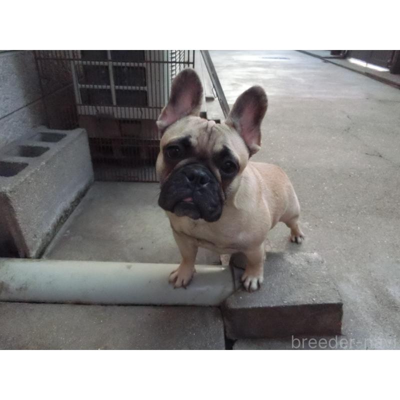 販売中の兵庫県のフレンチブルドッグ-380876の3枚目