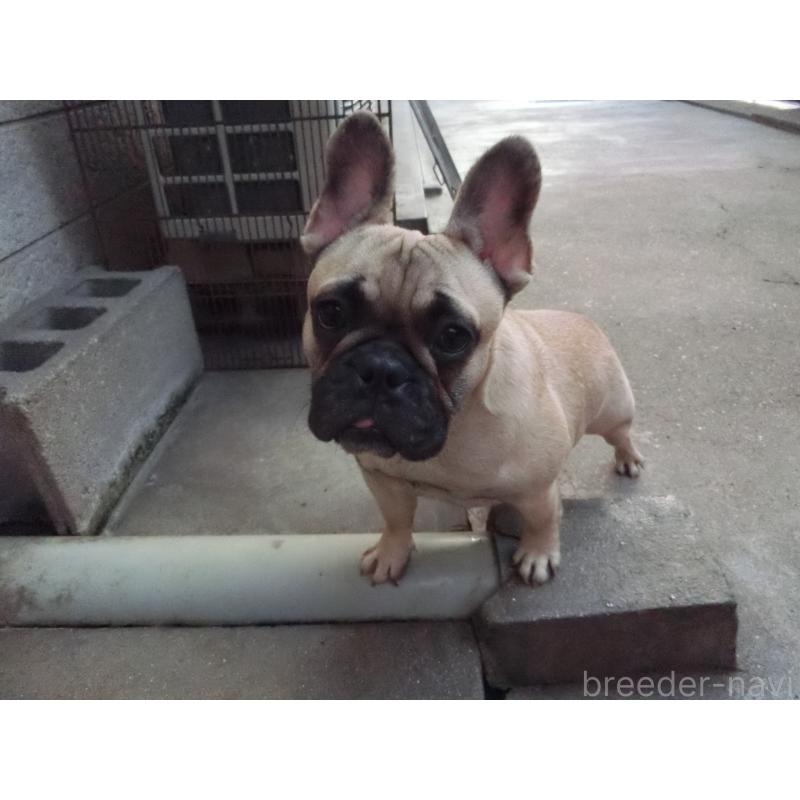 販売中の兵庫県のフレンチブルドッグ-380876の2枚目
