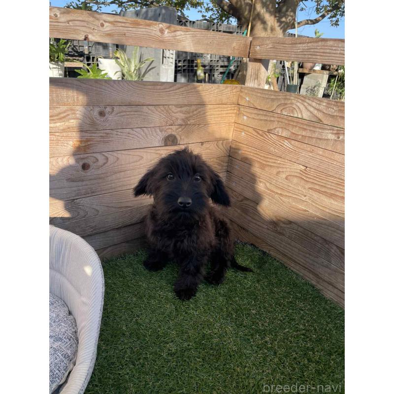 販売中の静岡県のミックス犬-429661の5枚目