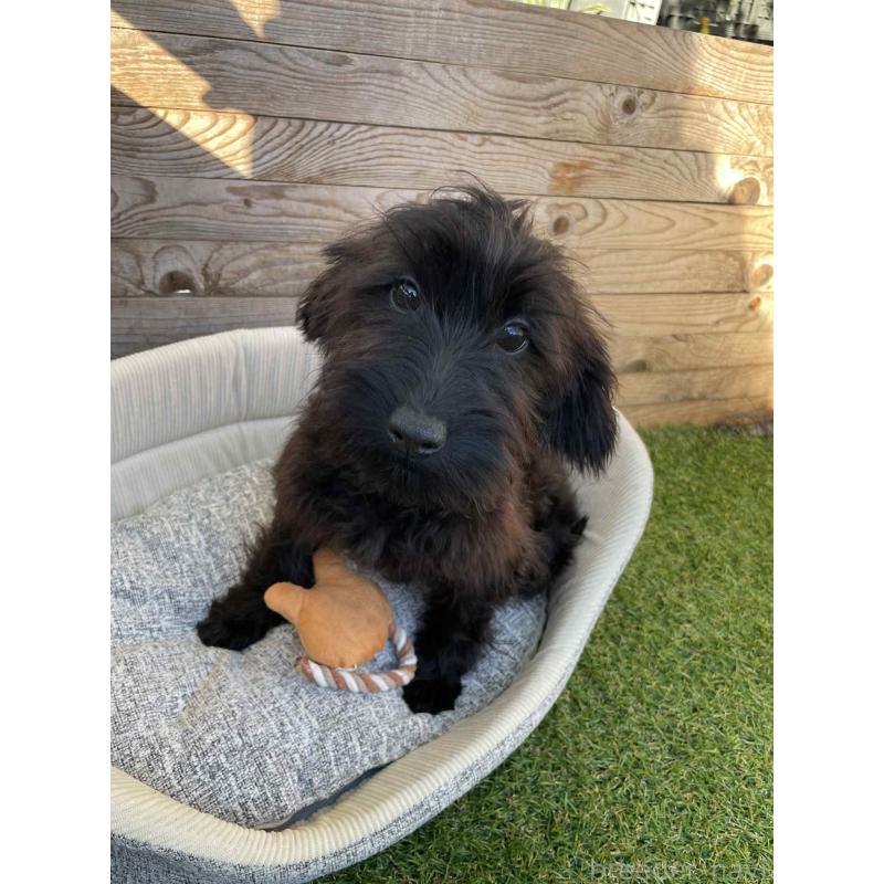 販売中の静岡県のミックス犬-429661の4枚目