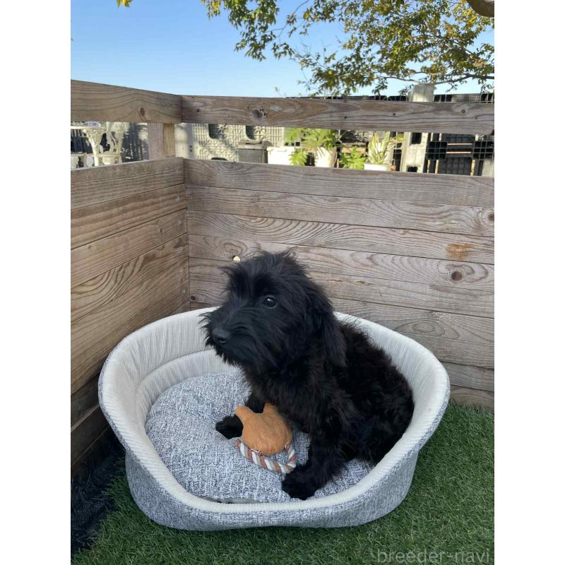 販売中の静岡県のミックス犬-429661の3枚目