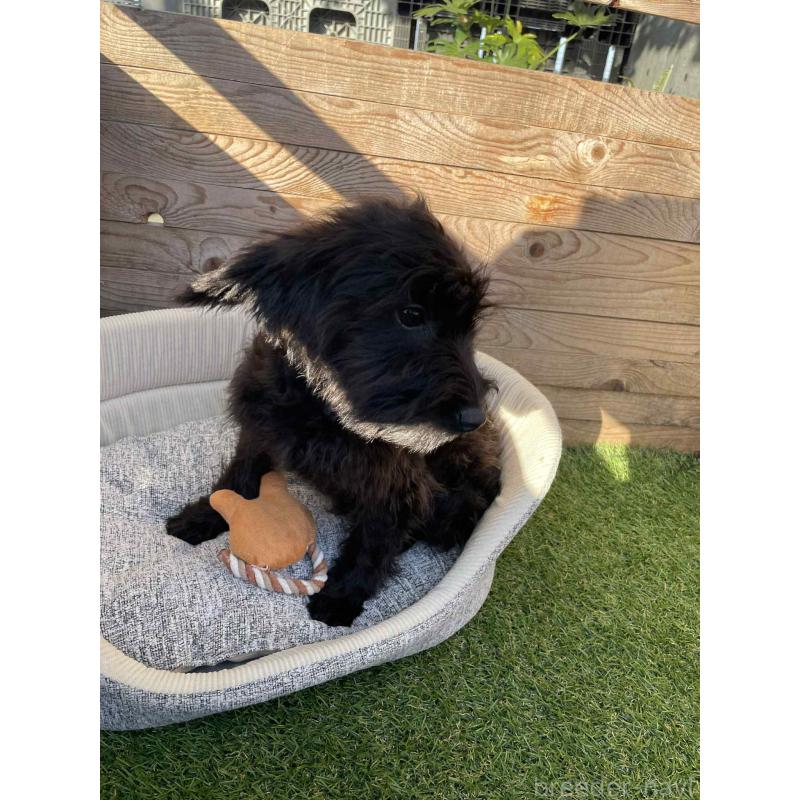 販売中の静岡県のミックス犬-429661の2枚目