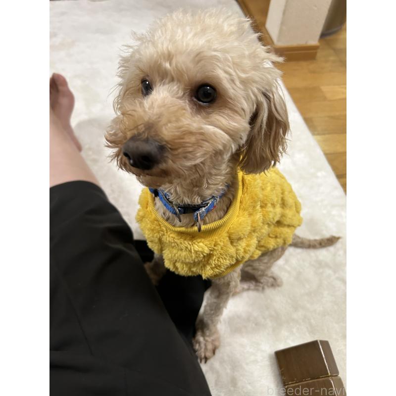 成約済の愛媛県のトイプードル-419157の2枚目