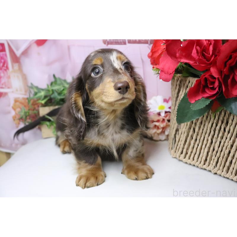 販売中の香川県のミニチュアダックスフンド(ロングヘアード)-420652の12枚目