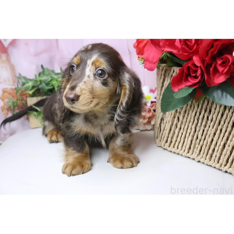 販売中の香川県のミニチュアダックスフンド(ロングヘアード)-420652の11枚目