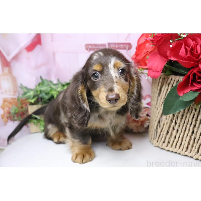 販売中の香川県のミニチュアダックスフンド(ロングヘアード)-420652の10枚目