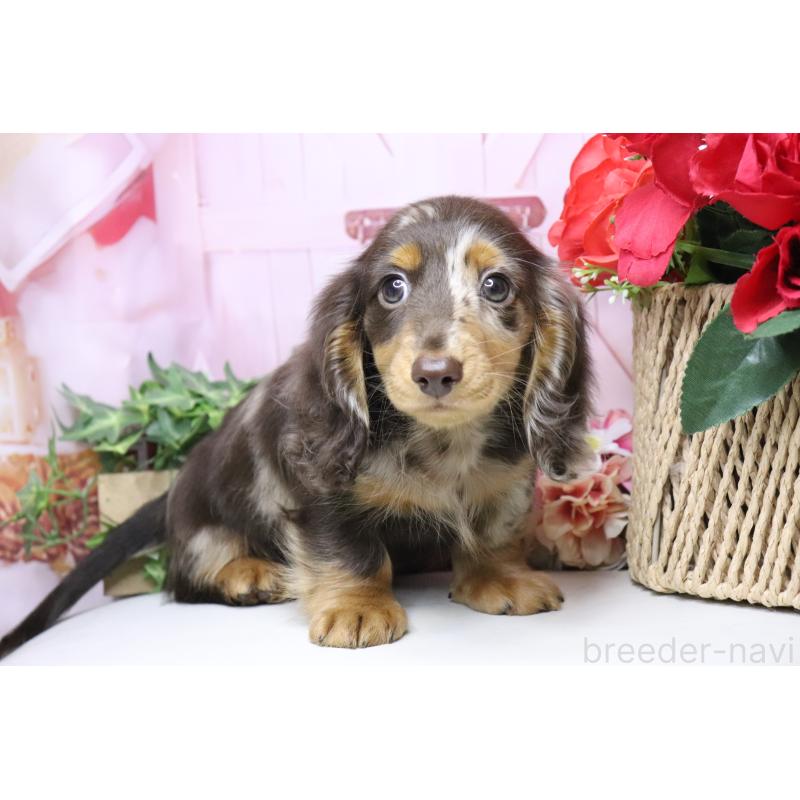 販売中の香川県のミニチュアダックスフンド(ロングヘアード)-420652の9枚目