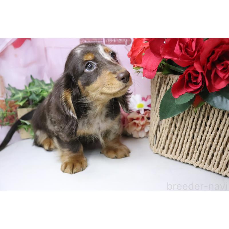 販売中の香川県のミニチュアダックスフンド(ロングヘアード)-420652の8枚目