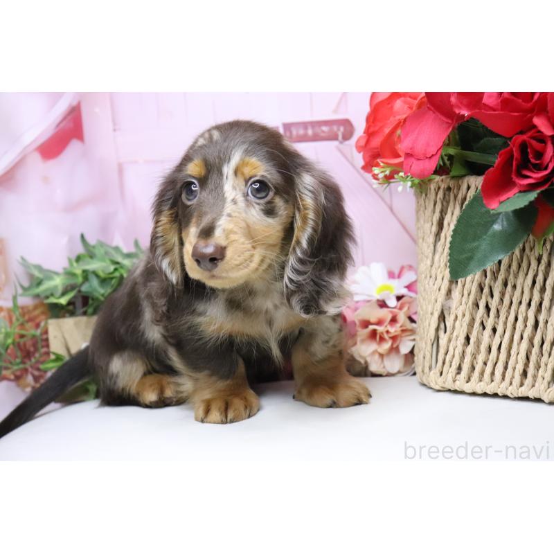 販売中の香川県のミニチュアダックスフンド(ロングヘアード)-420652の7枚目