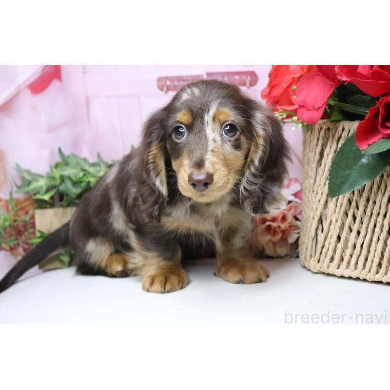 販売中の香川県のミニチュアダックスフンド(ロングヘアード)-420652の6枚目