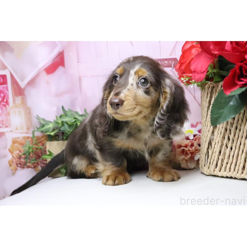 販売中の香川県のミニチュアダックスフンド(ロングヘアード)-420652の5枚目