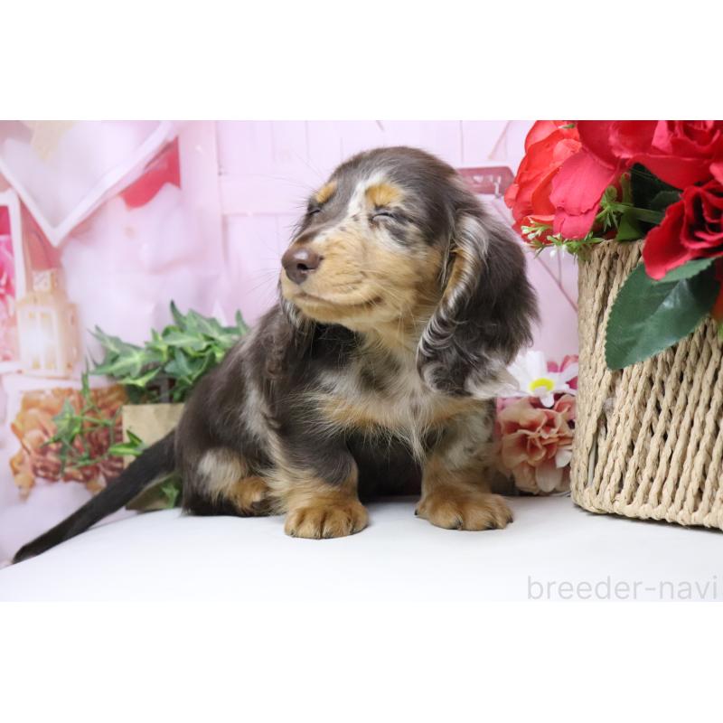 販売中の香川県のミニチュアダックスフンド(ロングヘアード)-420652の4枚目